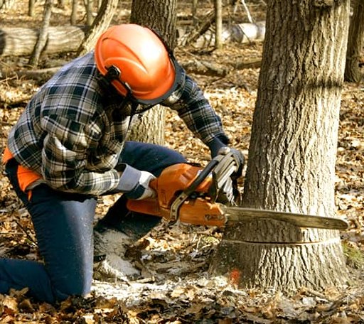 Tree Removal in Huttig, AR